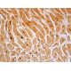 Troponin T-C Antibody (A-11) - Immunohistochemistry - Image 391663