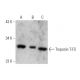 Troponin T-FS Antibody (B-4) - Western Blotting - Image 358583 