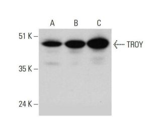 TROY Antibody (A-9) - Western Blotting - Image 348618 