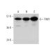TROY Antibody (A-9) - Western Blotting - Image 348618 