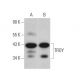TROY Antibody (A-9) - Western Blotting - Image 373133 