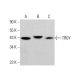 TROY Antibody (A-9) - Western Blotting - Image 383314