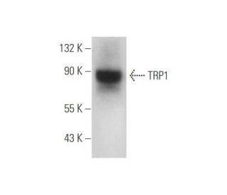 TRP1 Antibody (B-2) - Western Blotting - Image 333481