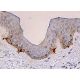 TRP1 Antibody (F-6) - Immunohistochemistry - Image 370294