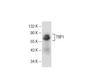 TRP1 Antibody (F-6) - Western Blotting - Image 108967 