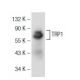 TRP1 Antibody (F-6) - Western Blotting - Image 108967 
