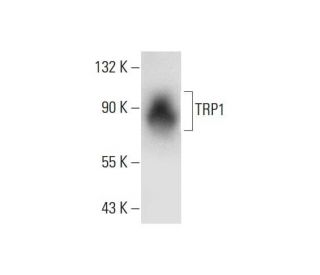 TRP1 Antibody (F-7) - Western Blotting - Image 299305