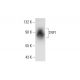TRP1 Antibody (F-7) - Western Blotting - Image 299305