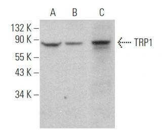 TRP1 Antibody (G-9) - Western Blotting - Image 361846Each CRISPR/Cas9 Knockout (KO) Plasmid product consists of a pool of 3 plasmids designed to ensure identification and cleavage of a specific gene for maximum knockout efficiency. Each plasmid encodes a unique 20 nt sequence derived from the GeCKO (v2) library.