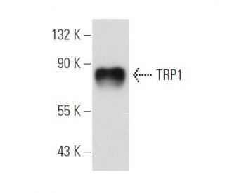 TRP1 Antibody (G-9) - Western Blotting - Image 109605