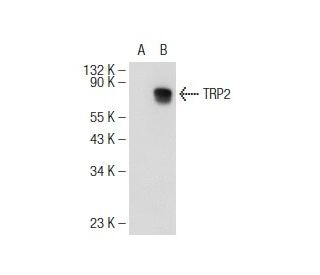TRP2/DCT Antibody (D-8) - Western Blotting - Image 108892