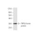 TRPC5 Antibody (1C8) - Western Blotting - Image 348868