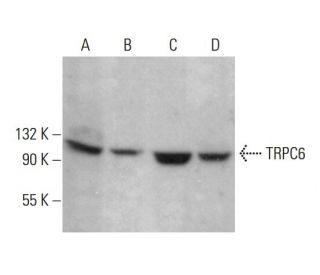TRPC6 Antibody (B-10) - Western Blotting - Image 376564 