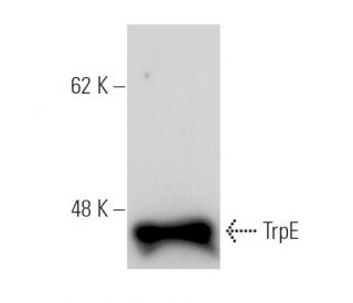 TrpE Antibody (17) - Western Blotting - Image 67414
