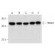 TRUB2 Antibody (E-6) - Western Blotting - Image 324781 