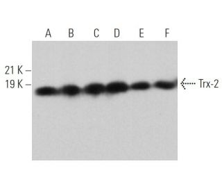 Trx-2 Antibody (F-10) - Western Blotting - Image 362359 