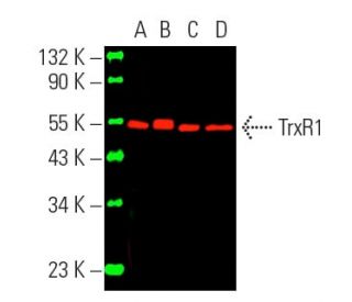 TrxR1 Antibody (B-2) - Western Blotting - Image 389514 