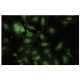 TSC-22 Antibody (R5-6) - Immunofluorescence - Image 35843 