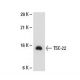 TSC-22 Antibody (R5-6) - Western Blotting - Image 21423 