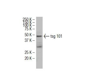 tsg 101 Antibody (Y16J) - Western Blotting - Image 34613 