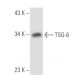 TSG-6 Antibody (Q75.2.10) - Western Blotting - Image 18054
