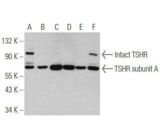 TSHR Antibody (C-10) - Western Blotting - Image 350845 