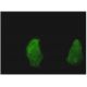 TSPAN8 Antibody (1E5) - Immunofluorescence - Image 346125 