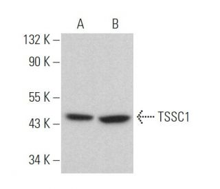 TSSC1 Antibody (C-7) - Western Blotting - Image 372436 