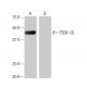TSSK 1B Antibody (NQ-A36) - Western Blotting - Image 65083