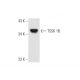 TSSK 1B Antibody (NQ-A36) - Western Blotting - Image 66405 