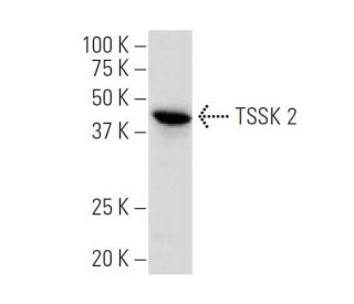 TSSK 2 Antibody (S-09) - Western Blotting - Image 33810 