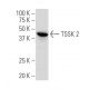 TSSK 2 Antibody (S-09) - Western Blotting - Image 33810 
