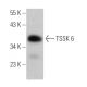 TSSK 6 Antibody (F-6) - Western Blotting - Image 372018 