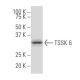 TSSK 6 Antibody (M-12) - Western Blotting - Image 33803