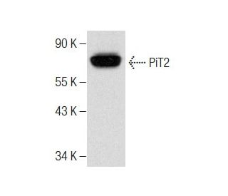 PiT2 Antibody (B-4) - Western Blotting - Image 283473 
