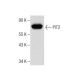 PiT2 Antibody (B-4) - Western Blotting - Image 283473 