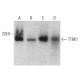 TTBK1 Antibody (B-6) - Western Blotting - Image 396103 