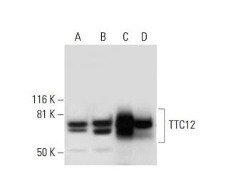 TTC12 Antibody (C-9) - Western Blotting - Image 295981 