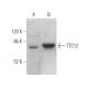 TTC12 Antibody (C-9) - Western Blotting - Image 375017