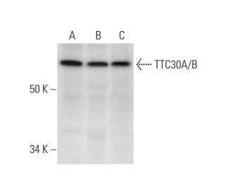 TTC30A/B Antibody (A-10) - Western Blotting - Image 292966 