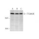 TTC30A/B Antibody (A-10) - Western Blotting - Image 292966 