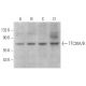 TTC30A/B Antibody (A-10) - Western Blotting - Image 373992