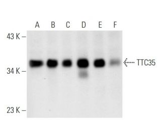 TTC35 Antibody (A-8) - Western Blotting - Image 63309 