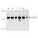 TTC35 Antibody (A-8) - Western Blotting - Image 63309 