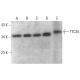 TTC35 Antibody (A-8) - Western Blotting - Image 376701 