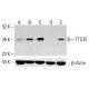 TTC35 Antibody (A-8) - Western Blotting - Image 413609