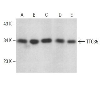 TTC35 Antibody (D-7) - Western Blotting - Image 376700 