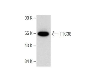 TTC38 Antibody (F-1) - Western Blotting - Image 324803 