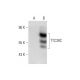 TTC39C Antibody (G-6) - Western Blotting - Image 289861