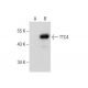 TTC4 Antibody (G-6) - Western Blotting - Image 283404